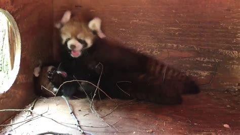Columbus Zoo Shows You What Red Pandas Do In Their Nest Box Wtte