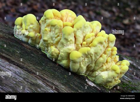 Chicken Of The Woods Laetiporus Sulphureus Also Known As The Sulphur