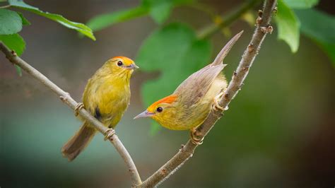 Two Cute Yellow Birds Are Sitting On Tree Branch During