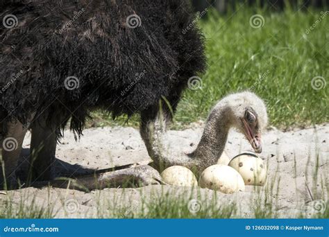 Eggs The Female Ostrich Struthio Camelus Royalty Free Stock Image