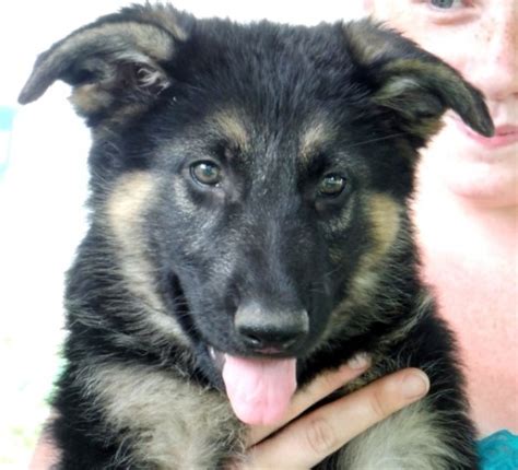 It's a working dog used for rescue, police work, and breeders that guarantee their puppies will exhibit specific characteristics, look a certain way or grow to an exact size are providing false information. Gold Puppies Home, German Shepherd Dog Breeder in Carlisle ...
