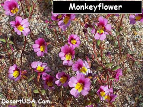 Purple patches of flowers convert the normally brown desert into a feast of colors. Blue and Purple Desert Wildflowers - DesertUSA