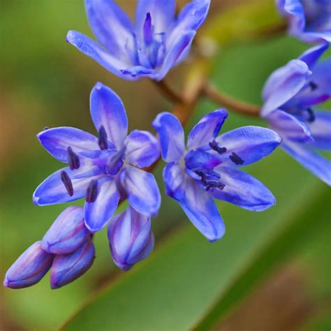 Beautiful Violet Scilla Bifolia Bulbs For Sale Online Blue Easy To