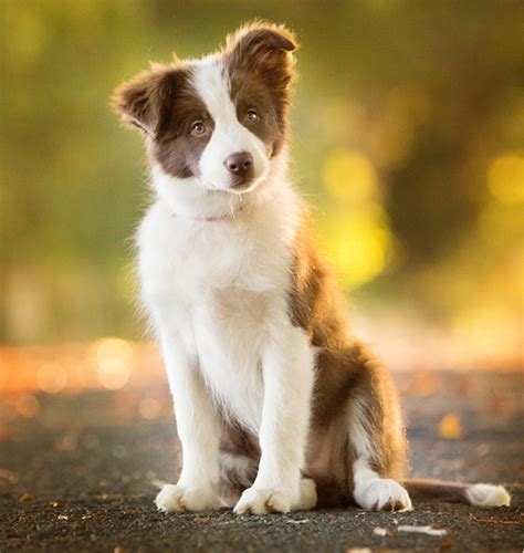 47 Gold Border Collie Puppy Image Bleumoonproductions