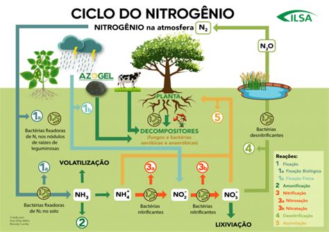 Ciclos Biogeoquímicos Resumos E Mapas Mentais Infinittus