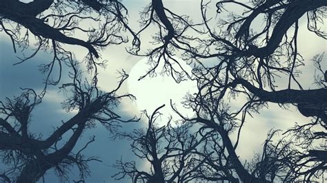 Spooky Tree Dark Night Foto Premium