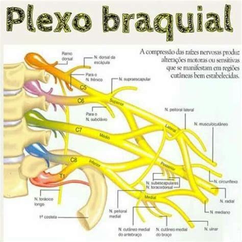 Plexo Braquial Neuroanatomia E Neurofisiologia Porn Sex Picture