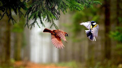 Sparrow Flying Wonderful Wallpaper Hd Wallpapers