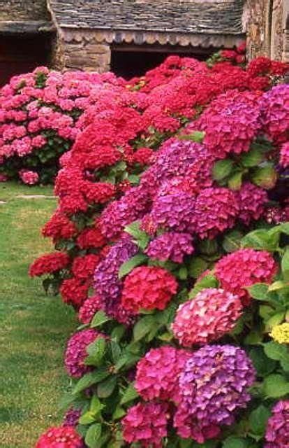 Hydrangeas Did You Know Changing Aluminum In The Soil