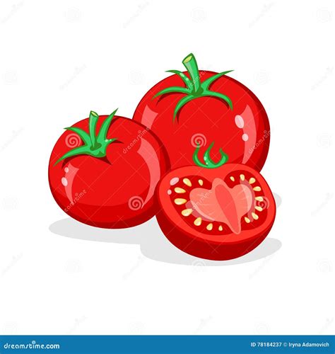 Tomato Whole And Half Cut Tomatoes Vector Cartoon Illustration Stock
