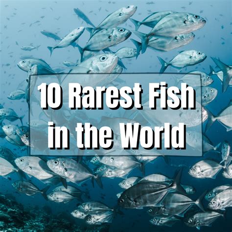 10 Rarest Fish In The World Owlcation