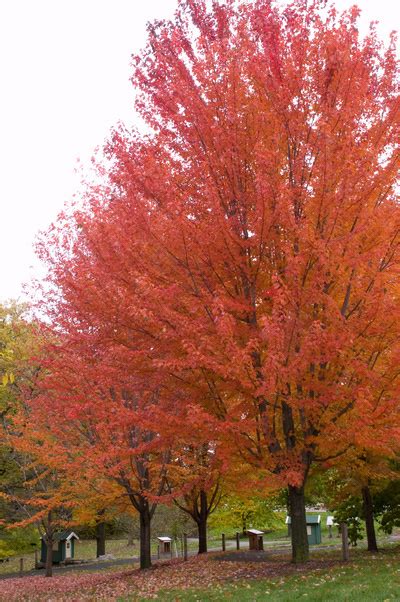 Autumn Blaze Maple Eco Tree Company