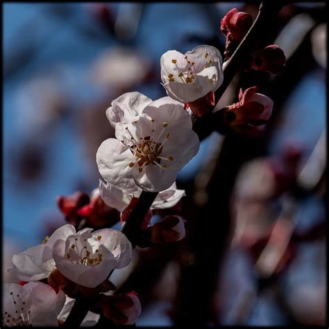 Apricot In Bloom On Behance