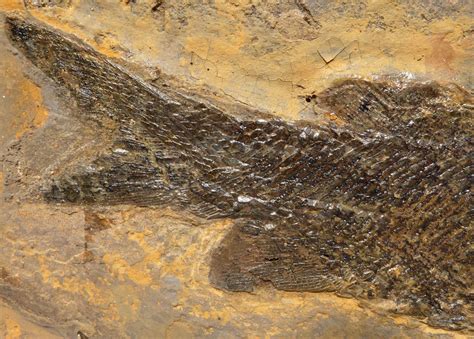 Primitive Paramblypterus Oldest Fish Fossil