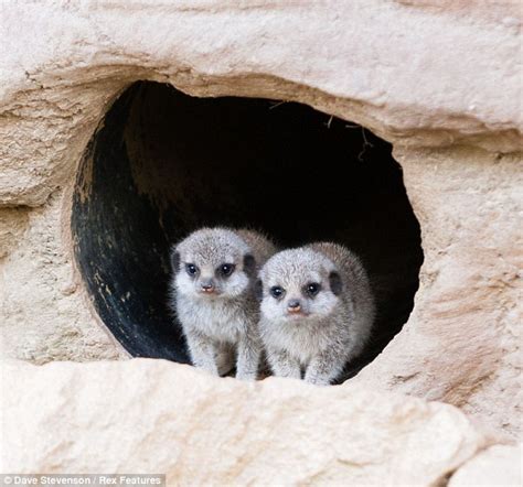 London Zoo Baby Meerkats Peer Out Of Their Burrows As They Prepare To
