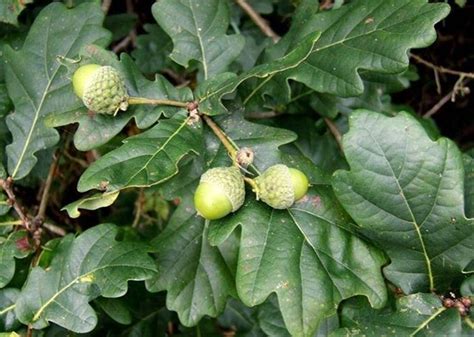 Trattasi della quercia più diffusa in europa, particolarmente frequente nelle regioni del nord italia; Riconoscere le querce - Botanica