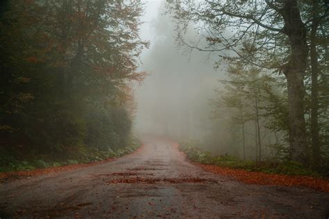 Photo Of Foggy Road Between Trees · Free Stock Photo