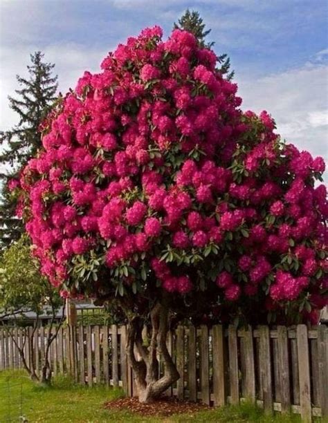 60 Beautiful Small Flowering Trees Front Yards Design Ideas Flowering