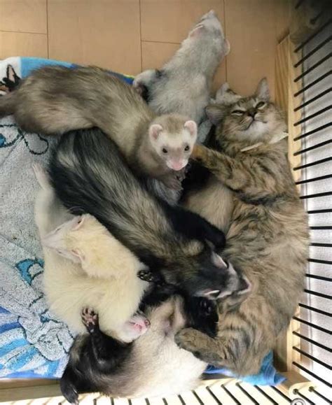 Rescue Kitten Grew Up With Five Ferret Brothers Love Meow