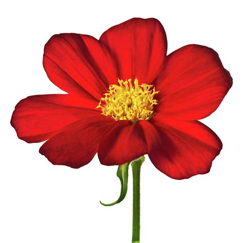 Red Cosmos Flower On White Photograph By Silver Spiral Studio Fine