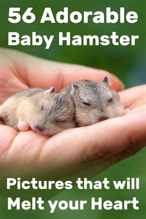 56 Adorable Baby Hamster Pictures That Will Melt Your Heart Hamsters 101