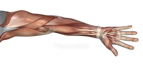 Anatomía Muscular Del Brazo Humano — Debajo Músculos Stock Photo