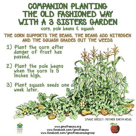What Is The Three Sisters Gardening Technique Survival Life