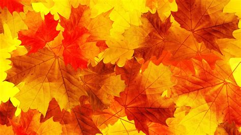 Nature Leaves Minimalism Fall Orange Yellow Macro