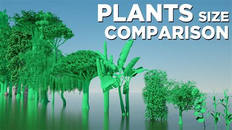 Plant Sizes In Perspective Youtube