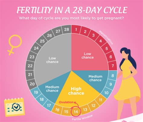 the science behind ovulation and how to track your ovulation cycle