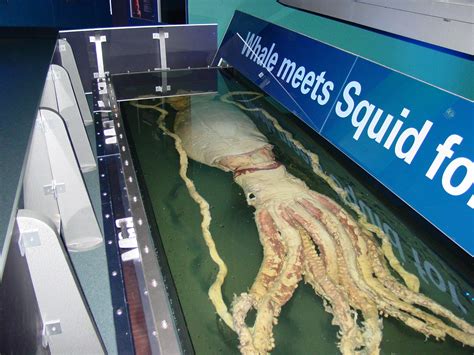Giant Squid, Once A Myth, Today A Reality | Animal Photo