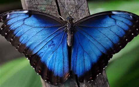 Blue Morpho Morpho Bleu Morpho Azul Morpho Butterfly Blue Butterfly