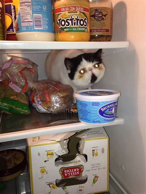 33 Cats Chilling In Fridges To Beat The Summer Heat