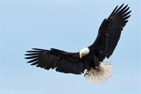 bald eagle spreads wings  slow  fishing  hood canal edbookphoto