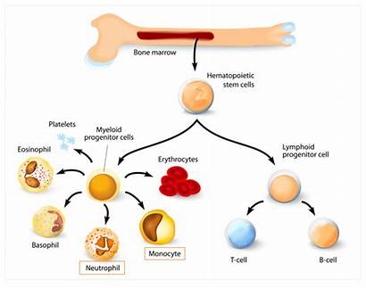 Immune System Cells Phagocytes Bone Neutrophils Monocytes