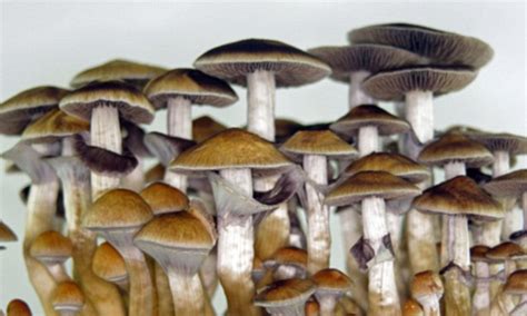 Magic Mushrooms Are The Safest Recreational Drug To Take
