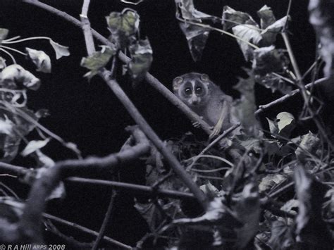 Grey Slender Loris Loris Lydekkerianus Nordicus Nightzone Flickr