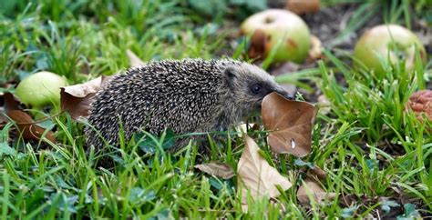 What Do Wild Hedgehogs Eat