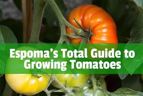 Growing Tomatoes Espoma