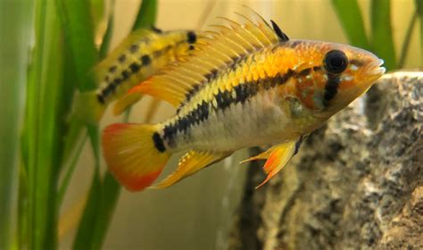 Apistogramma Macmasteri Your Ultimate Guide To This Stunning Cichlid Learn The Aquarium