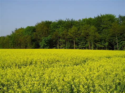 Yellow Field Free Photo Download Freeimages