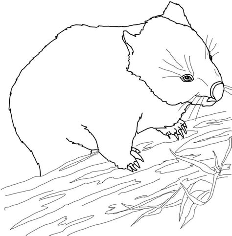 Coloring Pages Coloring Pages Wombat Printable For Kids And Adults Free