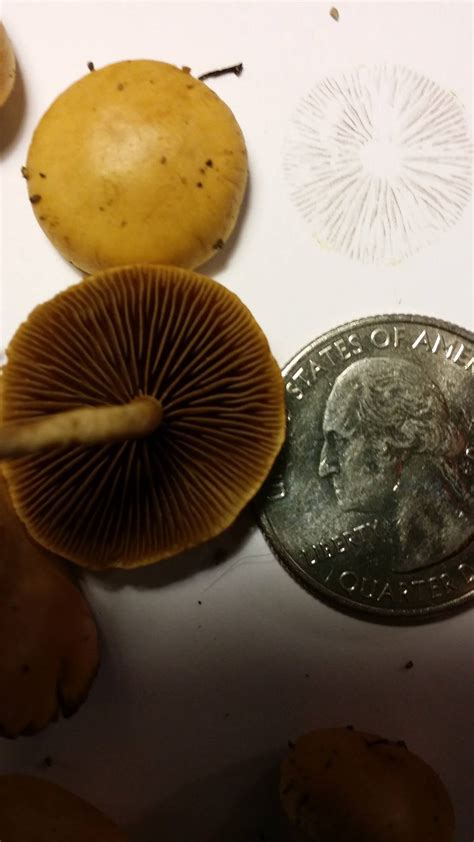 Id Request Pacific Northwest Usa Psilocybe Mushroom Hunting And
