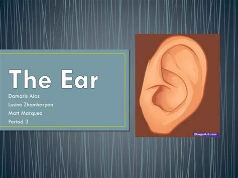 Ppt The Ear Powerpoint Presentation Free Download Id9650595