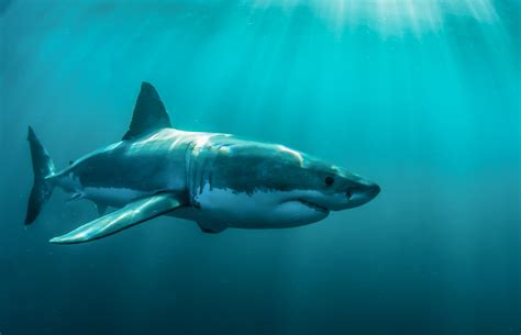 Wallpaper Animals Underwater Great White Shark Ocean Vertebrate