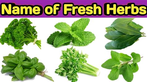 Examples Of Herbs