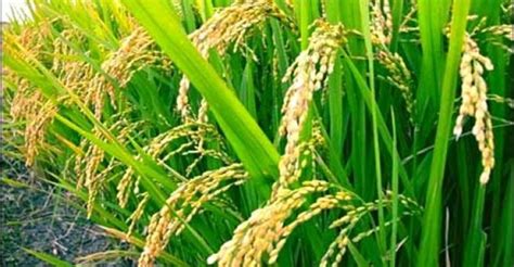 China Concludes Successful Tests On Transgenic Rice