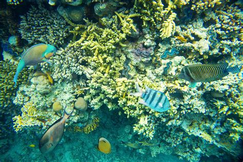 Coral Reef Of The Red Sea Stock Image Colourbox