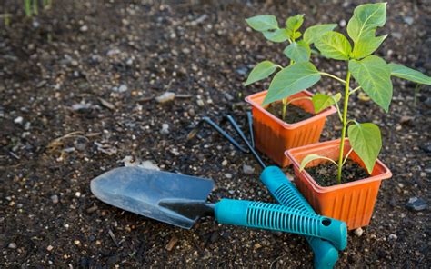 Considerations To Think About When Starting A Garden Beginner Steps