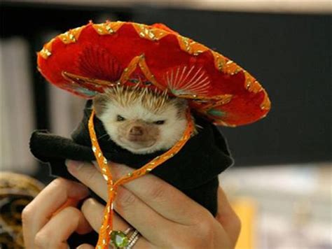 5 what was life like in kazakhstan in 1000 ad? Nine Fashion Tips From Stylish Hedgehogs - Neatorama